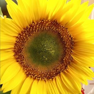 Meet your Posher, Anel